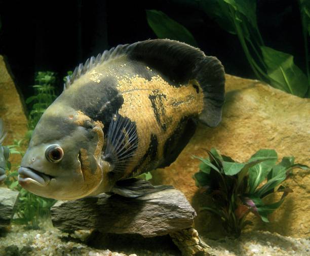 istock Tiger Oscar Fish, astronotus ocellatus 1256988724