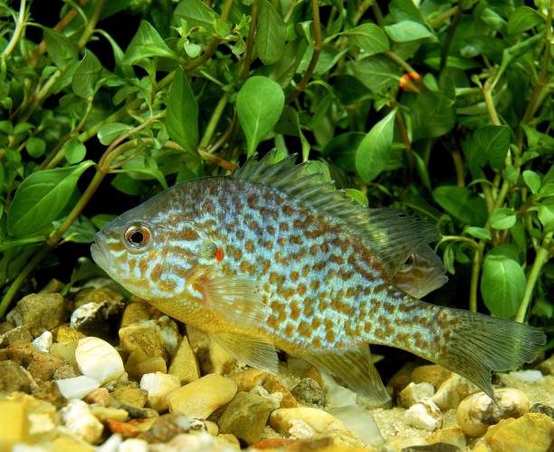 istock Pumpkinseed Sunfish, lepomis gibbosus 1256988726