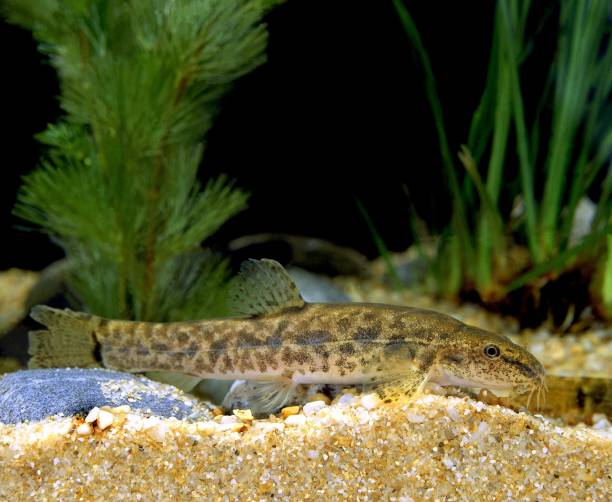 istock Spined Loach, cobitis taenia 1256988739