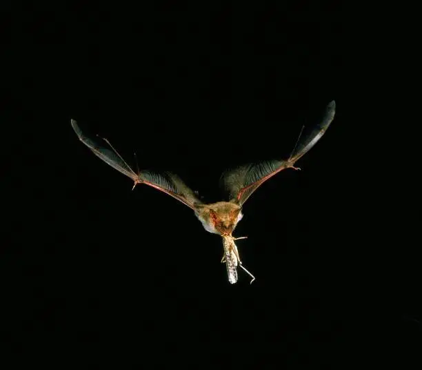 Mouse-Eared Bat, myotis myotis, Adult in Flight, Catching Grasshopper