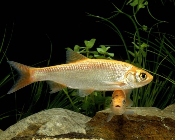 istock Golden Orfe, leuciscus idus 1256988747