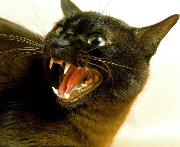 istock Zibeline Burmese Domestic Cat, Defensive Posture 1256988771
