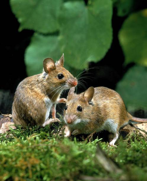 istock Yellow Necked Mouse, apodemus flavicollis 1256988853