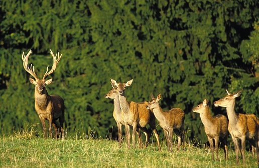 Red Deer, cervus elaphus, Herd