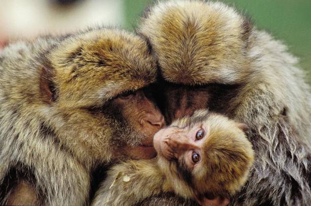 Barbary Macaque, macaca sylvana, Group Grooming Barbary Macaque, macaca sylvana, Group Grooming barbary macaque stock pictures, royalty-free photos & images