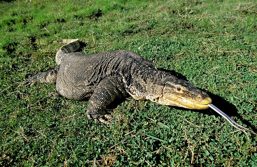 Water Monitor Lizard, varanus salvator, Adult with Tongue out