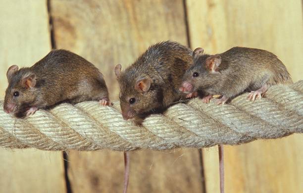 istock House Mouse, mus musculus, Group standing on Rope 1256988970