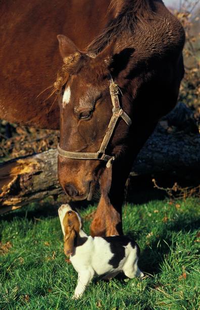 istock Artois Hound, Pup with Horse 1256988990