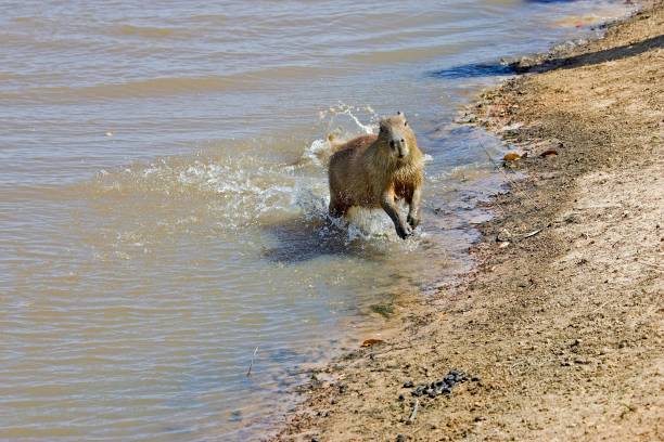 Capybara, hydrochoerus hydrochaeris, emerging from River, Los Lianos in Venezuela