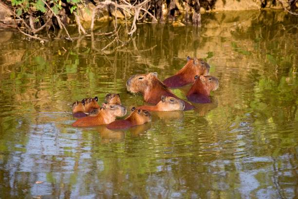 istock Capybara, hydrochoerus hydrochaeris, Group standing in river, Los Lianos in Venezuela 1256989364