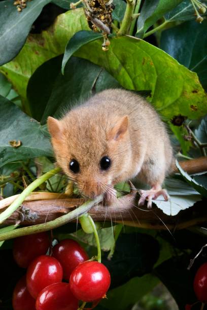 istock Common Dormouse, muscardinus avellanarius, Normandy 1256989369