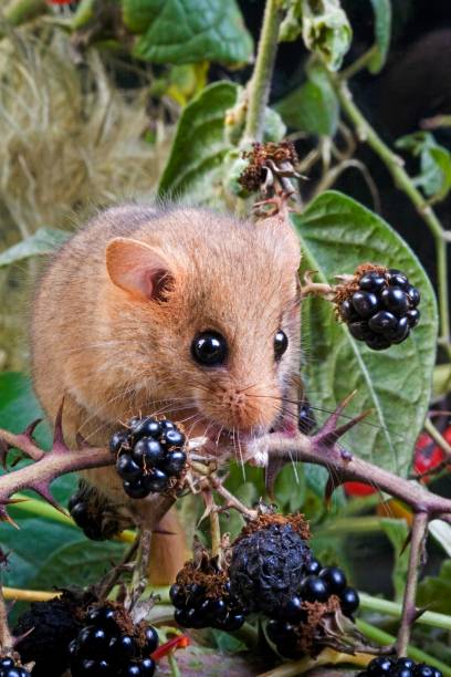 istock Common Dormouse, muscardinus avellanarius, Normandy 1256989372