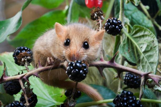 istock Common Dormouse, muscardinus avellanarius, Normandy 1256989379