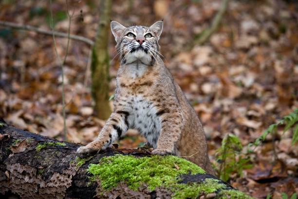 istock European Lynx, felis lynx 1256989397
