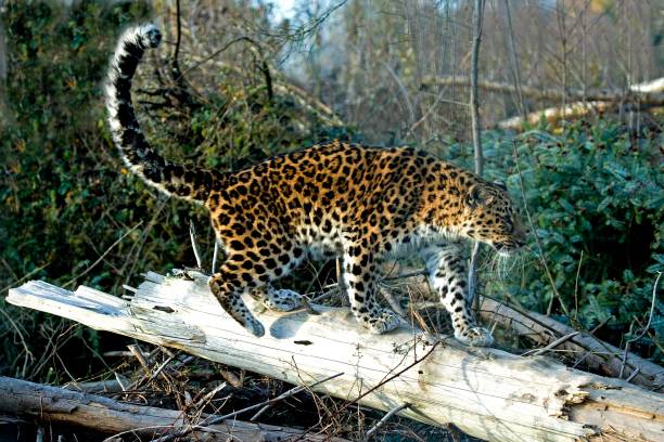 istock Amur Leopard, panthera pardus orientalis 1256989401