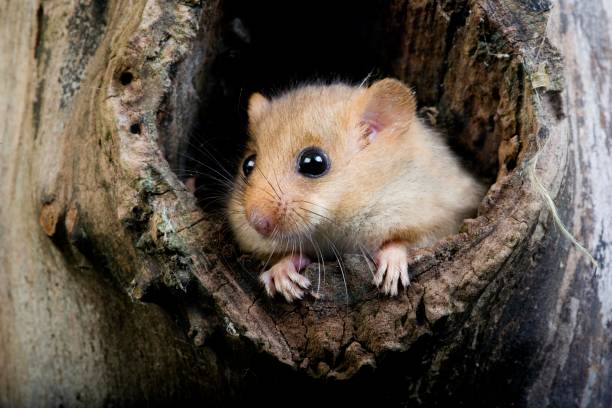 istock Common Dormouse, muscardinus avellanarius, standing in Nest, Normandy 1256989418