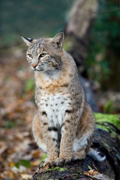 istock European Lynx, felis lynx 1256989454