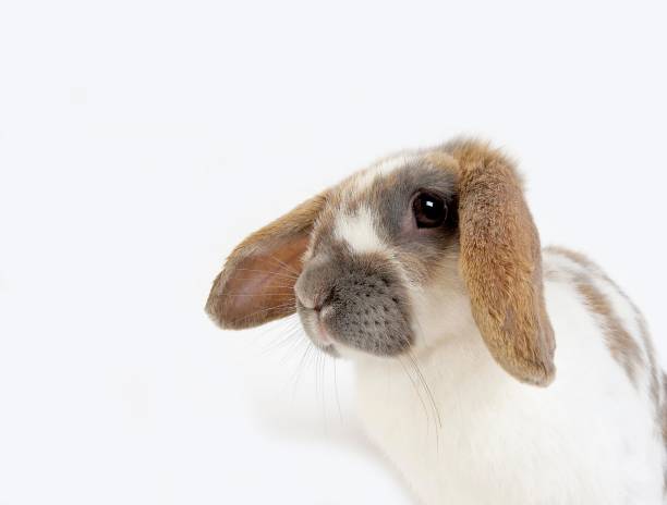 istock Lop-Eared Domestic Rabbit against White Background 1256989487