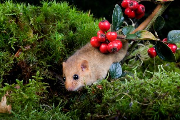 istock Common Dormouse, muscardinus avellanarius, Normandy 1256989493