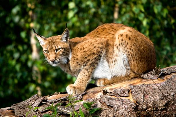 istock Siberian Lynx, lynx lynx wrangeli 1256989513