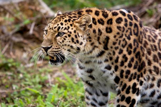 istock Amur Leopard, panthera pardus orientalis 1256989523