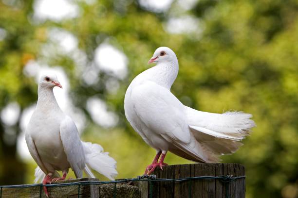 istock White Fantail Pigeon, Normandy 1256989533