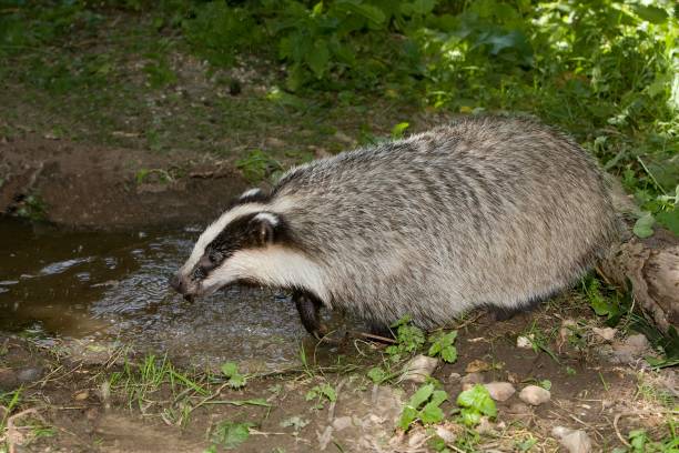 istock European Badger, meles meles, Normandy 1256989534