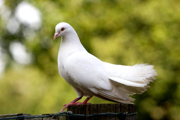 istock White Fantail Pigeon, Normandy 1256989538