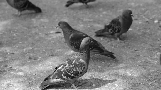 istock Pigeons on a city street 1256990093