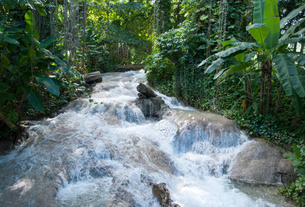 CASCADING WATER SPROUTS
