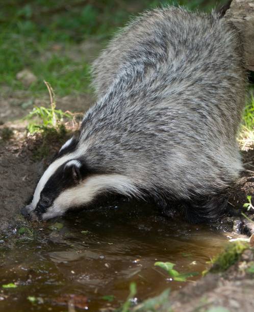 istock European Badger, meles meles, Normandy 1256990176