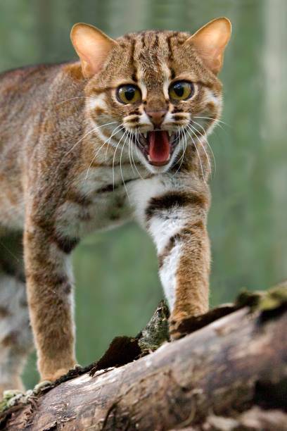 istock Rusty-Spotted Cat, prionailurus rubiginosus Snarling on Branch 1256990200