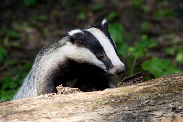 istock European Badger, meles meles, Normandy 1256990201