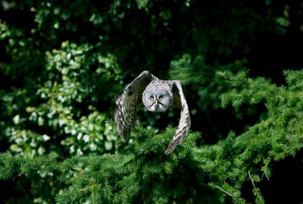 istock Great Grey Owl, strix nebulosa, in Flight 1256990213