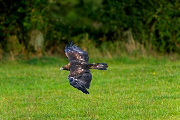 istock Golden Eagle, aquila chrysaetos, in flight 1256990229