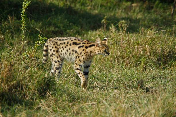 istock Serval, leptailurus serval, Masai Mara Park in Kenya 1256990333