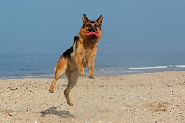 istock German Shepherd, Male catching frisbee, beach in Normandy 1256990354