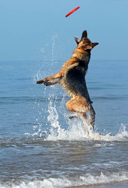 istock German Shepherd, Male catching frisbee, beach in Normandy 1256990367
