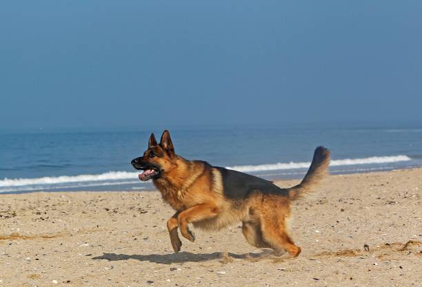 istock German Shepherd, Male running on Beach in Normandy 1256990370