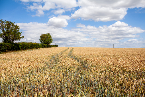 Field of wheat in Essex countryside in summer with bright blue cloudy sky