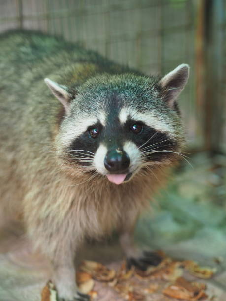 istock The little raccoon 1256991675