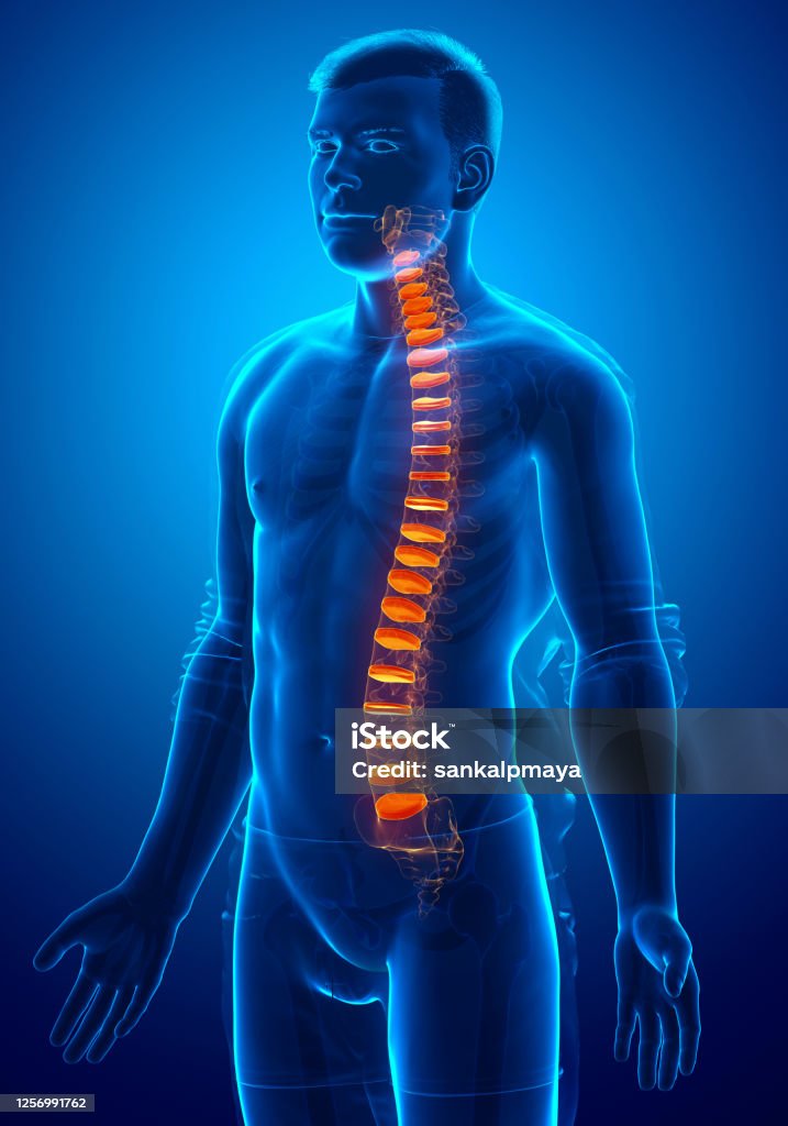 Backbone Backbone Intervertebral Disc Anatomy Stock Photo - Download Image Now ...