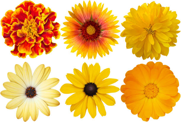 istock Flowers on white image set yellow flowers 1256992712