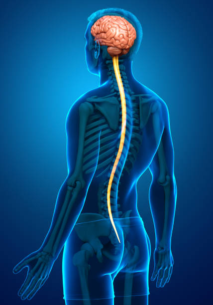 istock 3d rendered medically accurate illustration of a male nervous system 1256992737
