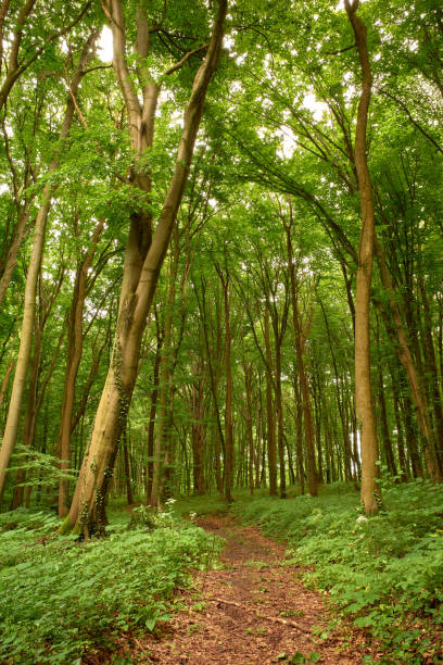 расслабляющий путь в зеленом лесу - woodland trail woods forest footpath стоковые фото и изображения