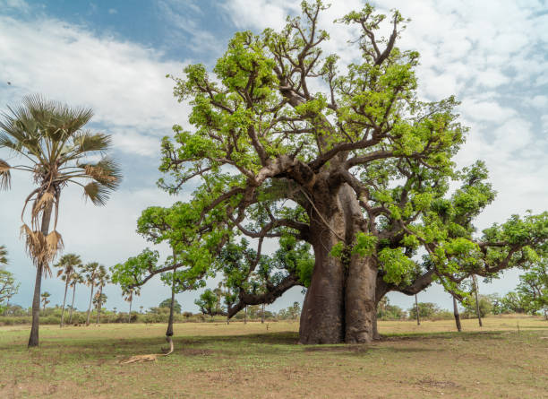 énorme baobab (adansonia digata) le symbole du sénégal - african baobab photos et images de collection