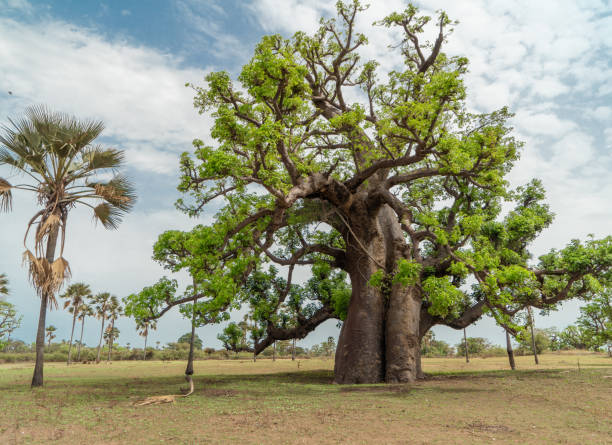 istock Huge baobab tree (adansonia digitata) the symbol of Senegal 1256992911