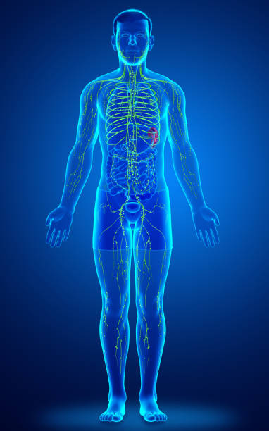istock 3d rendered medically accurate illustration of a male lymphatic system 1256993605