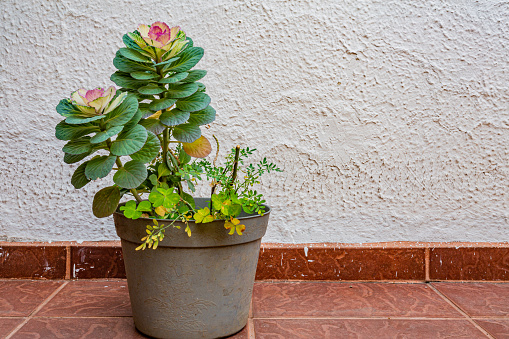 Plastic pot with an exotic plant with purple flowers and round green leaves along with wild clover plants on the brown floor and a white wall in the background