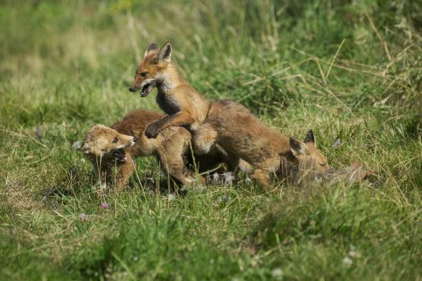 istock Red Fox, vulpes vulpes, Cub killing a Partridge, Normandy 1256994081